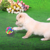 Pet Dog Chew Teeth Toys Colorful Rubber Ring Bell Twist Round Ball Pets Products